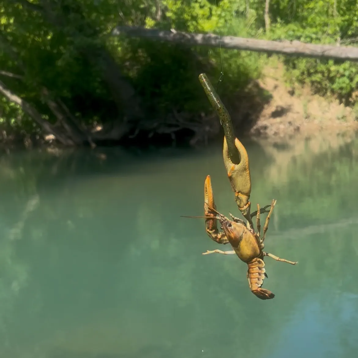 The most recent Virile crayfish catches on Fishbrain
