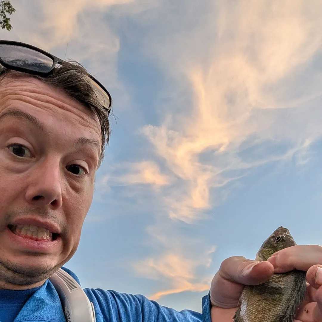 Bluegill caught on Fishbrain