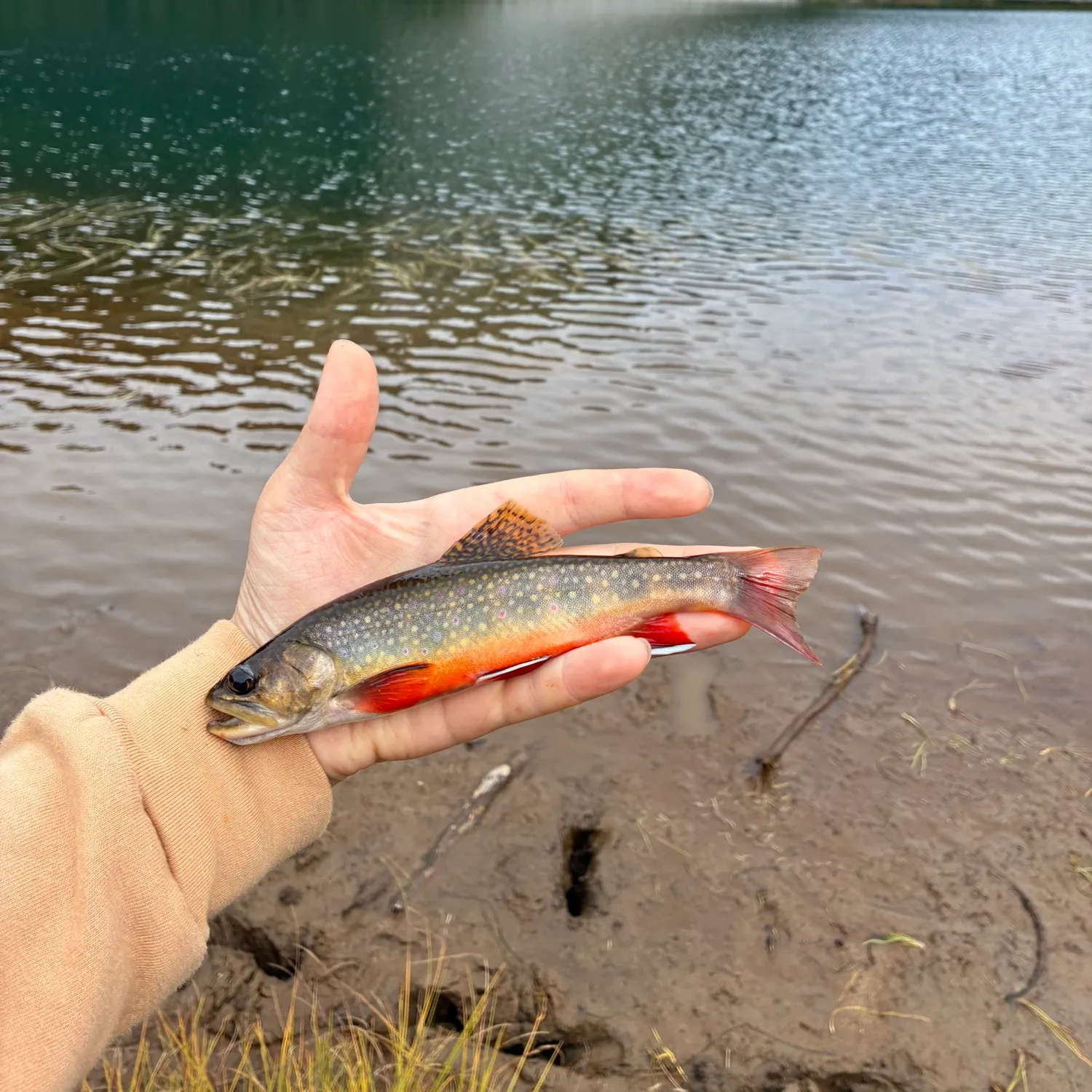 Brook trout caught on Fishbrain