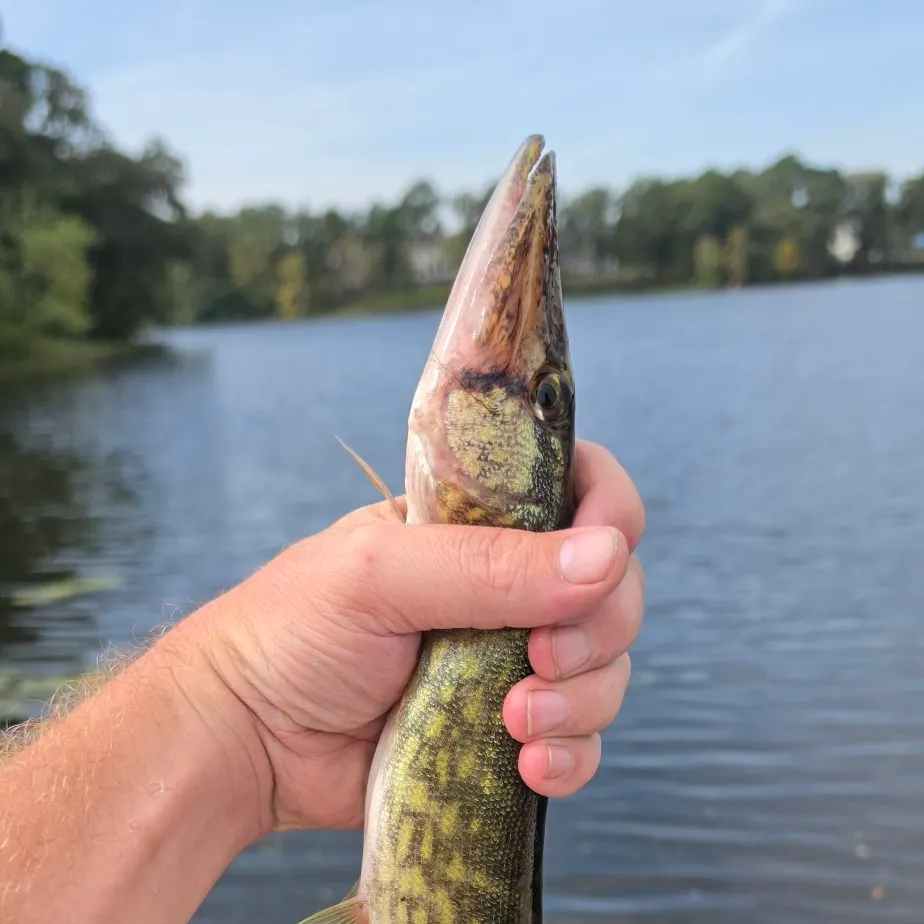Chain pickerel caught on Fishbrain