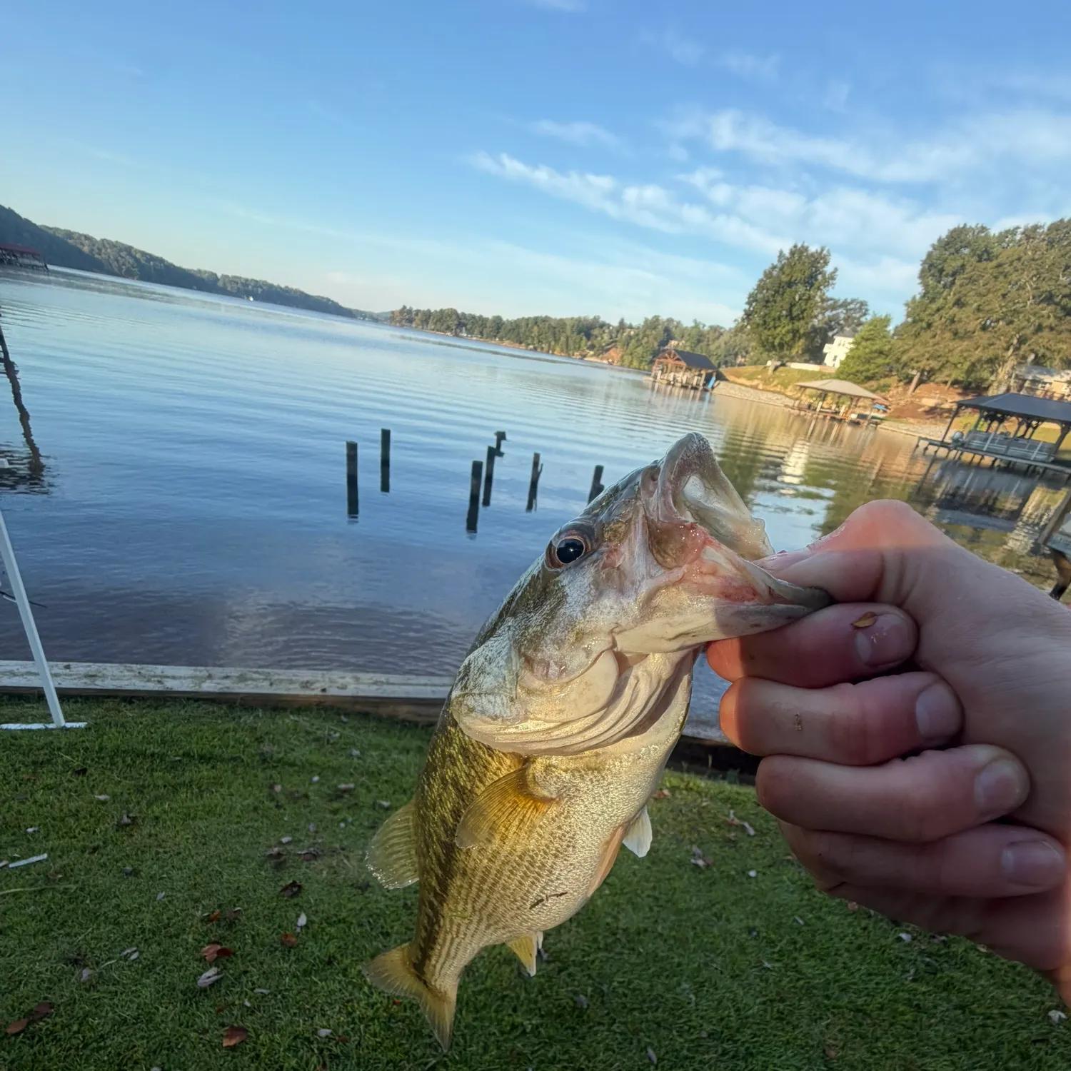 Spotted bass caught on Fishbrain