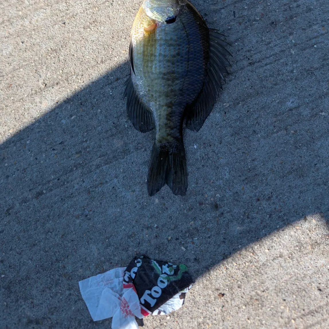 Bluegill caught on Fishbrain