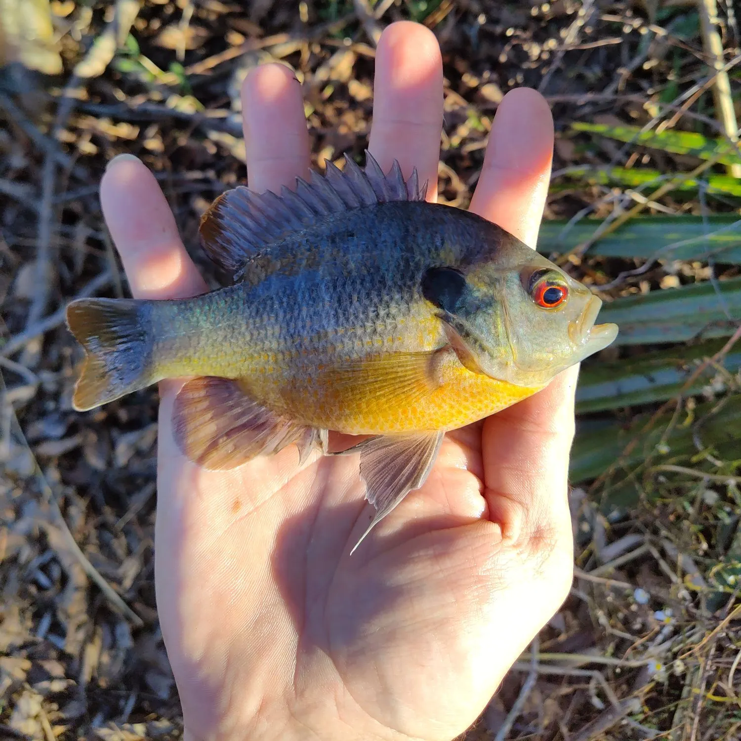 The most recent Orangespotted sunfish catches on Fishbrain