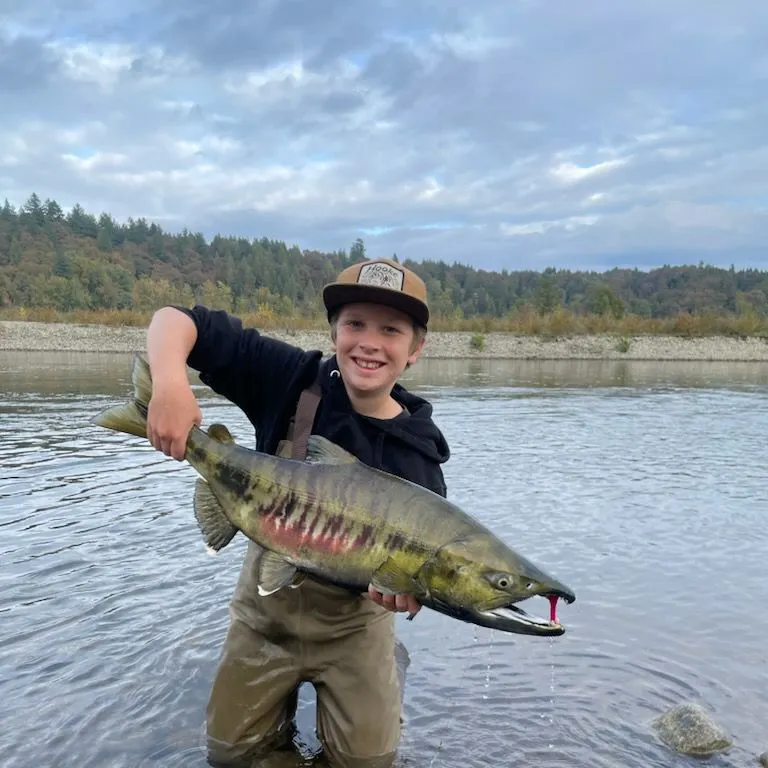 Chum salmon caught on Fishbrain