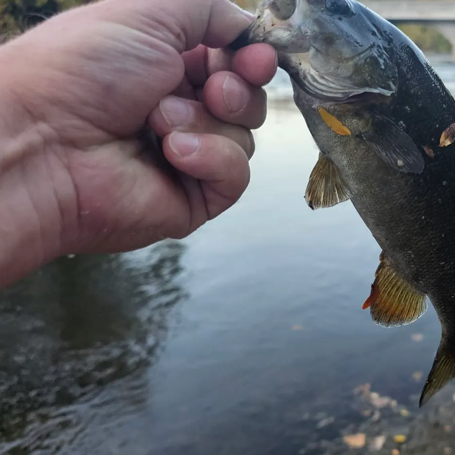 Smallmouth bass caught on Fishbrain