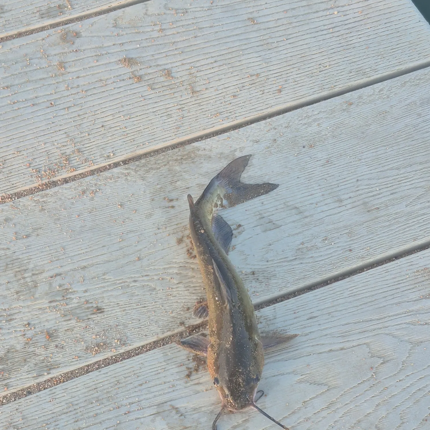 Channel catfish caught on Fishbrain