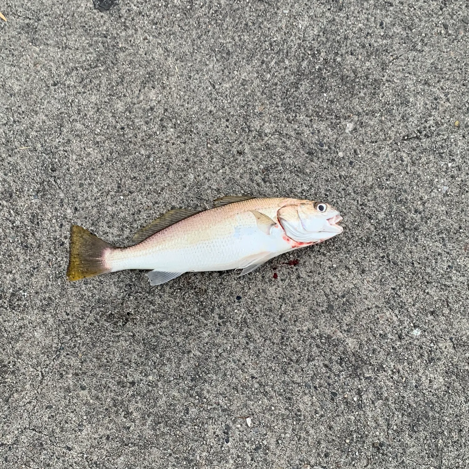 The most recent Spotfin croaker catches on Fishbrain