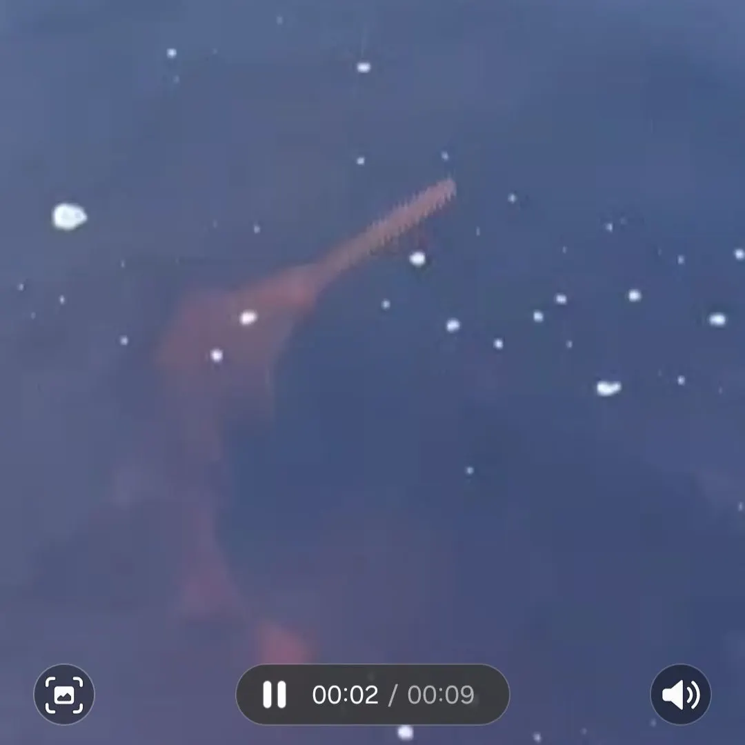 The most recent Smalltooth sawfish catches on Fishbrain