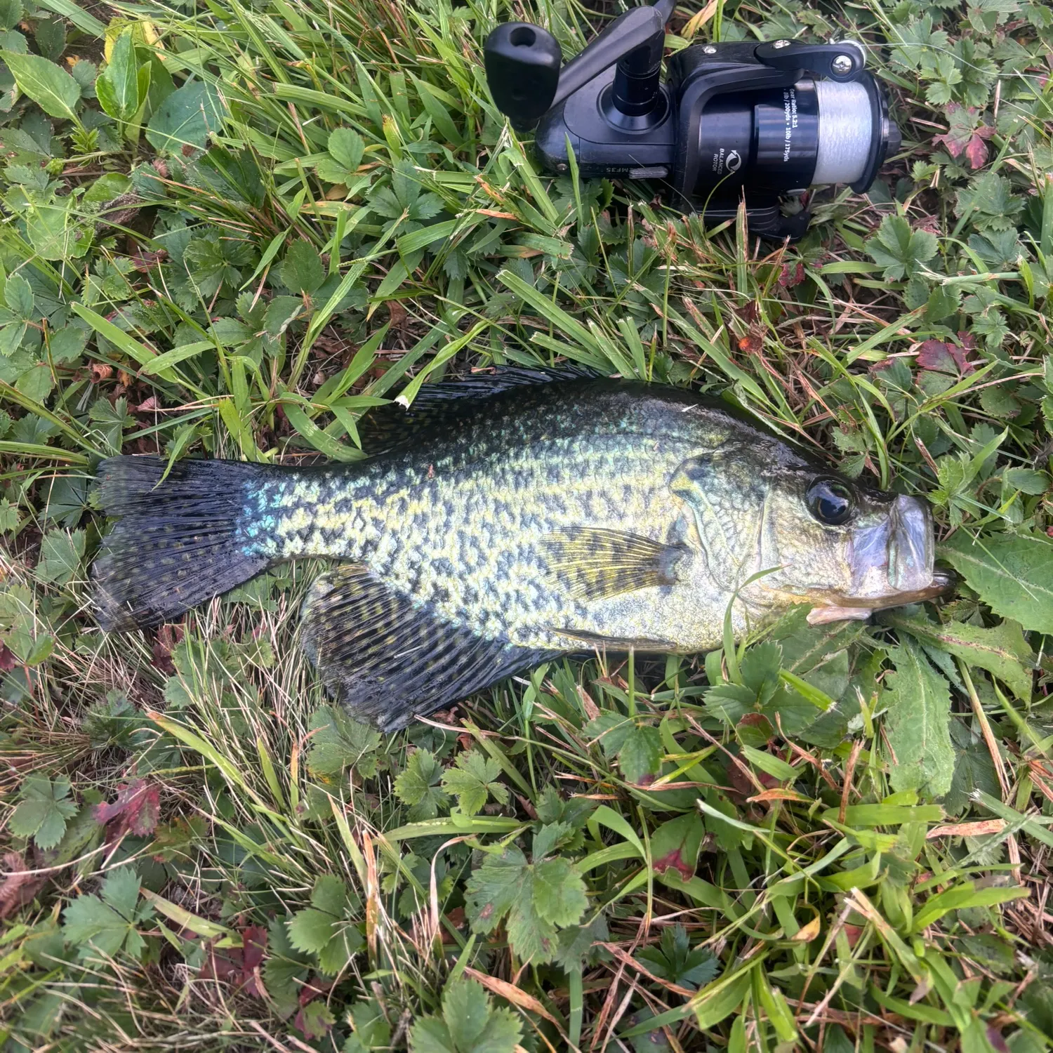 Black crappie caught on Fishbrain