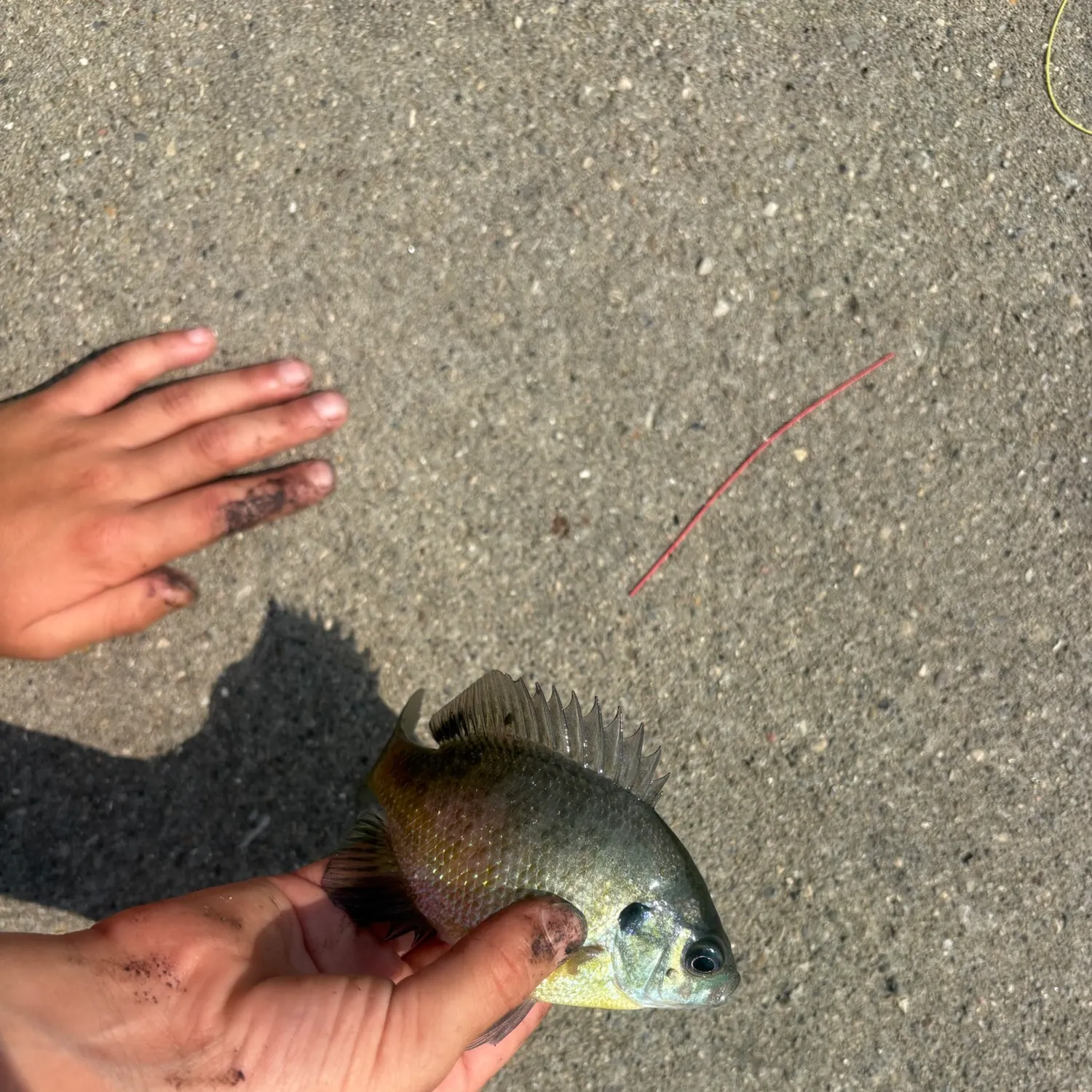 Bluegill caught on Fishbrain