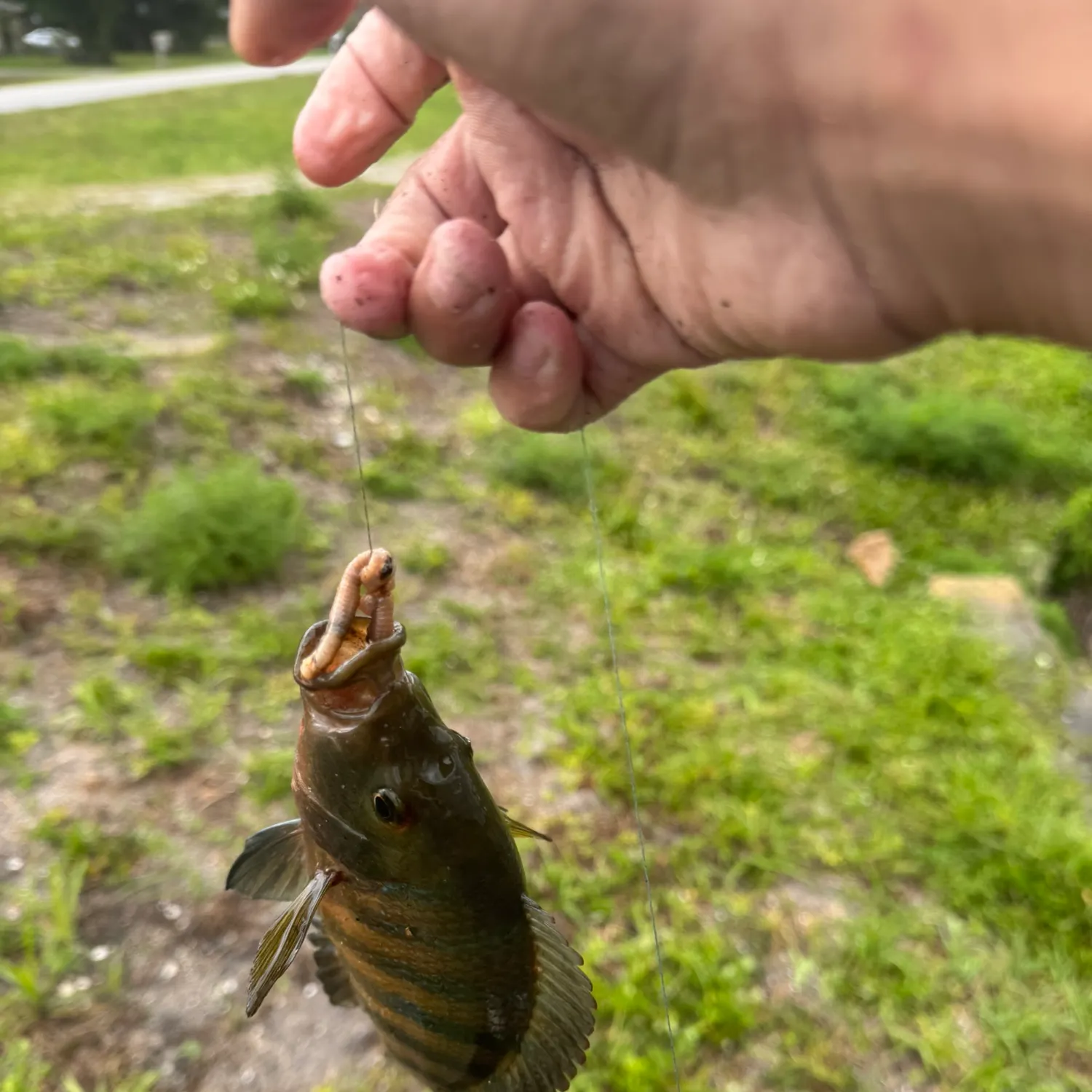 The most recent Spotted tilapia catches on Fishbrain