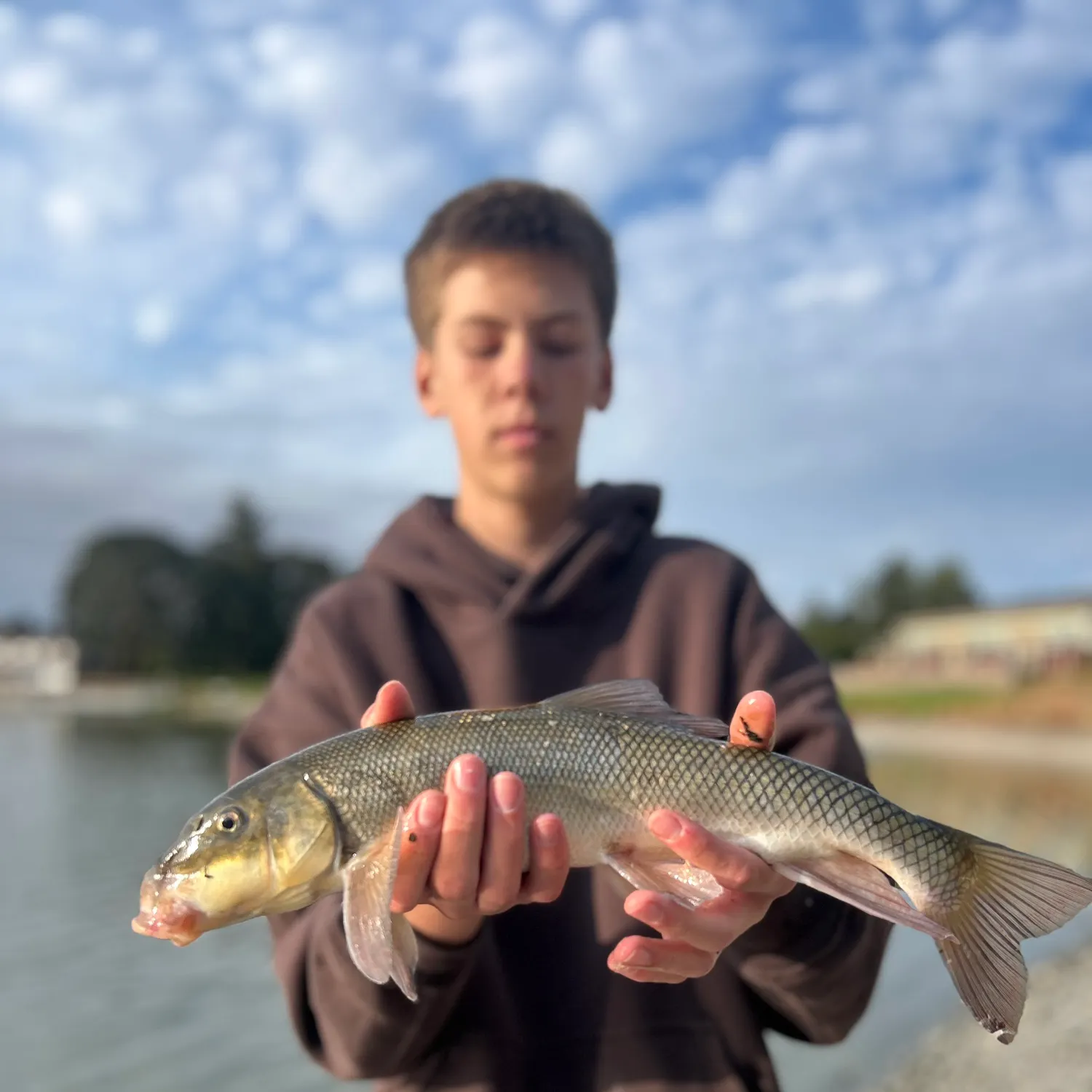 The most recent Largescale sucker catches on Fishbrain
