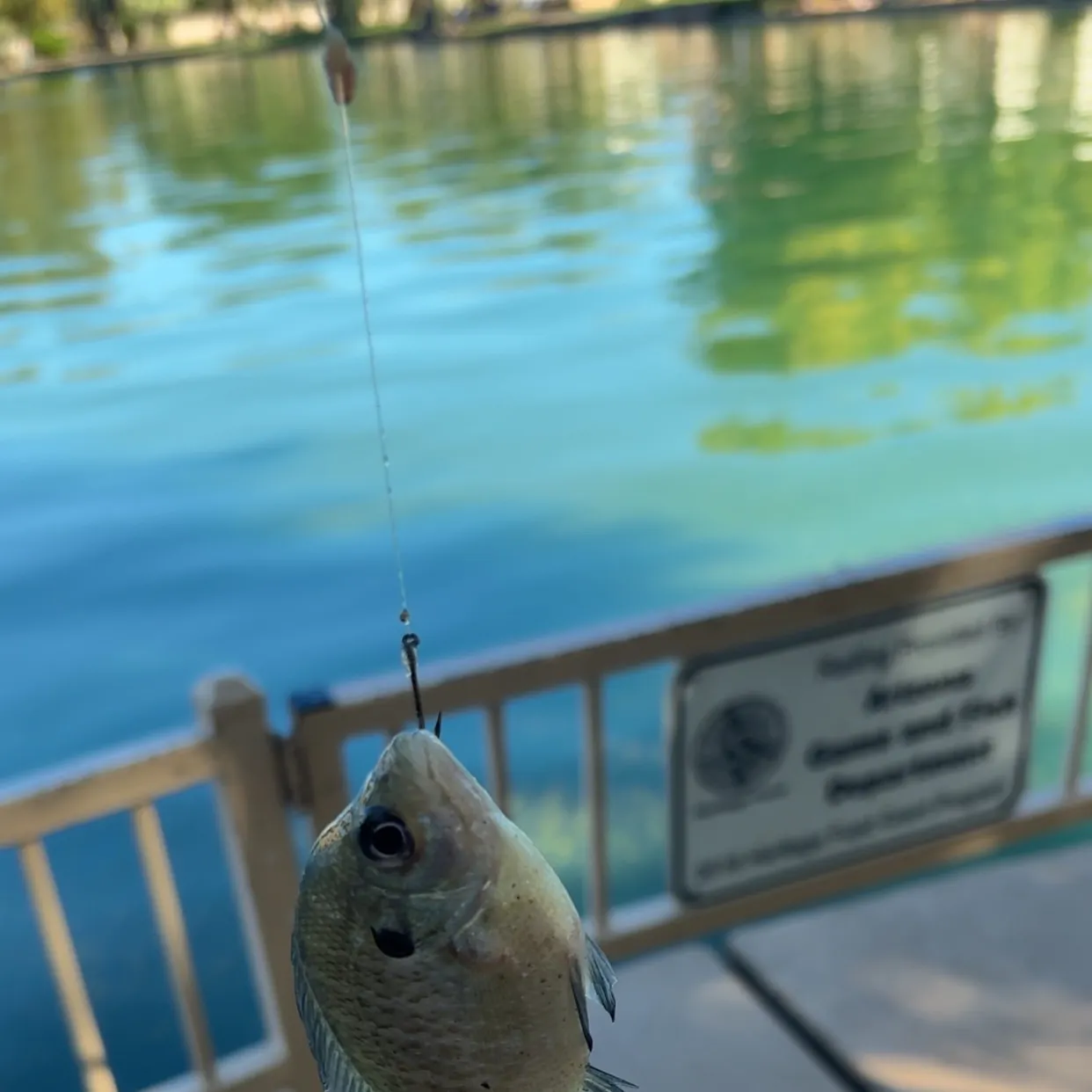 Bluegill caught on Fishbrain