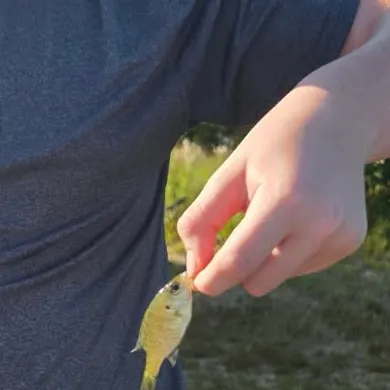 Green sunfish caught on Fishbrain