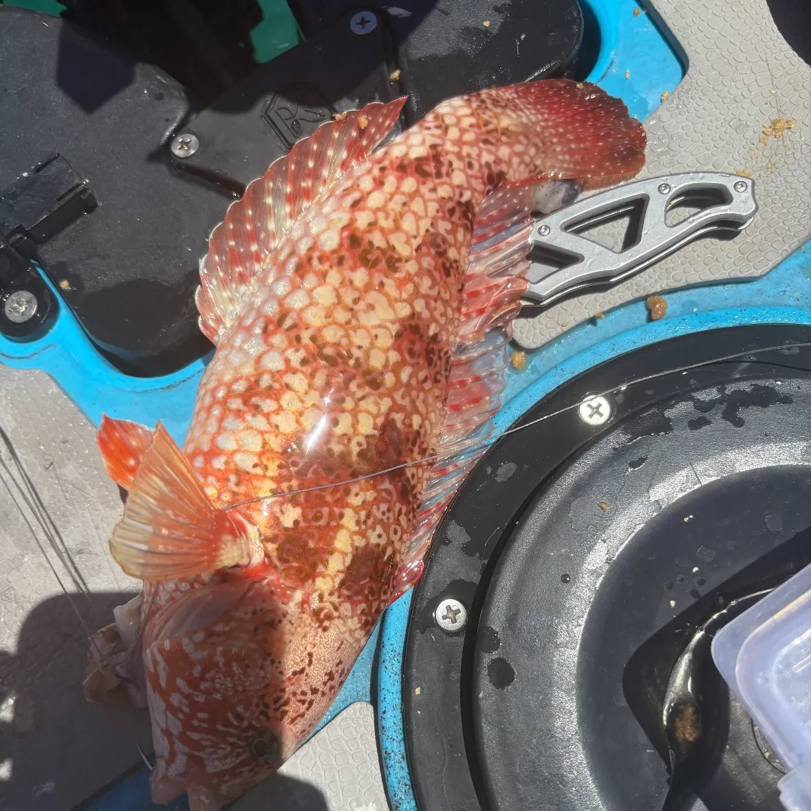 The most recent Brownspotted wrasse catches on Fishbrain