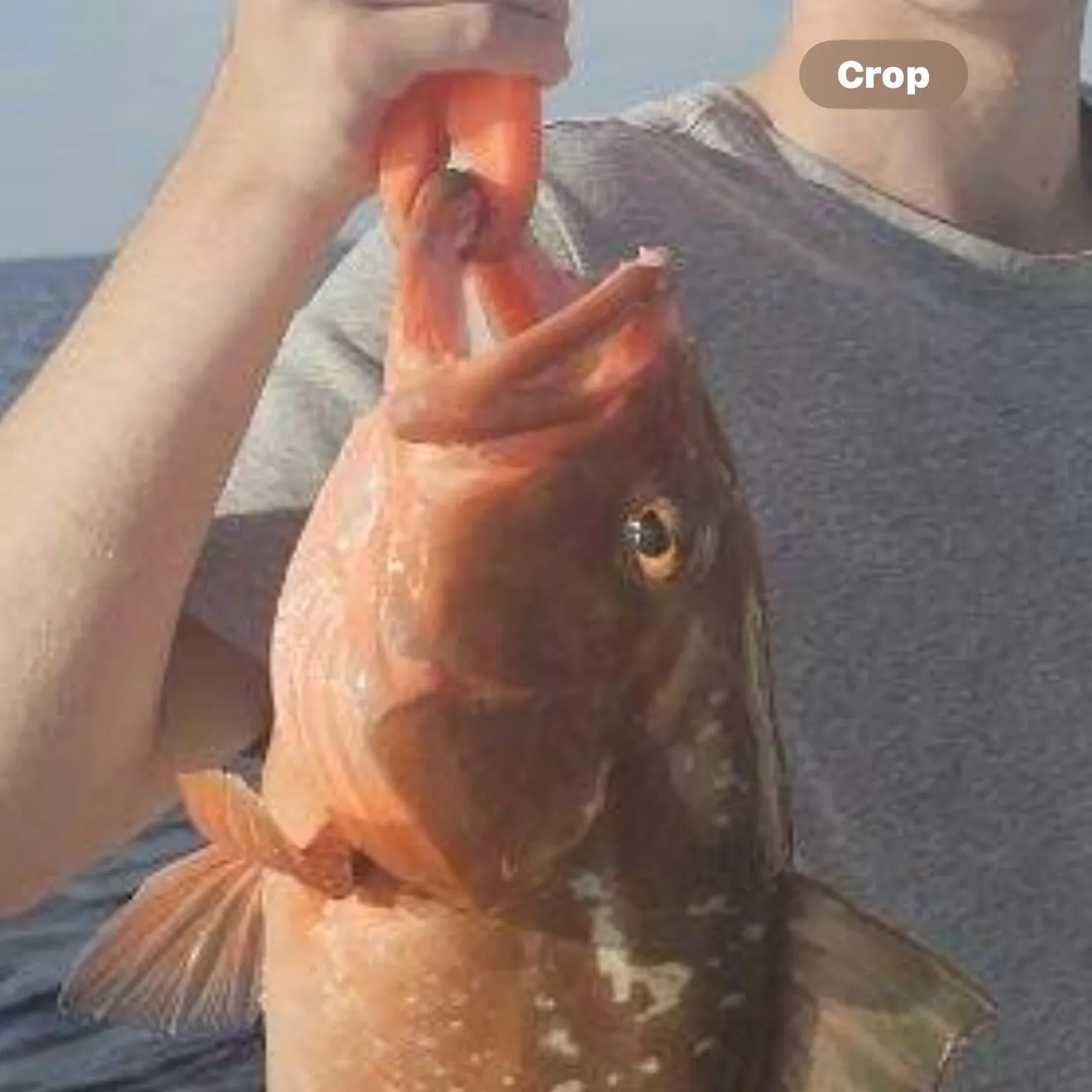 The most recent Red grouper catches on Fishbrain