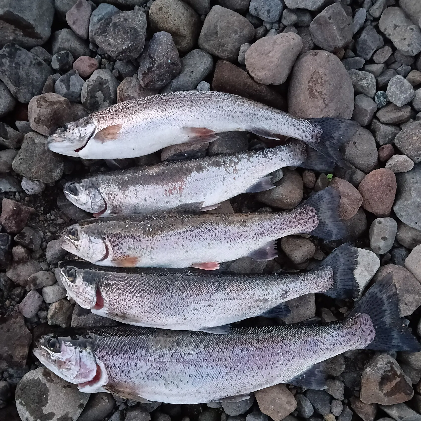 Rainbow trout caught on Fishbrain