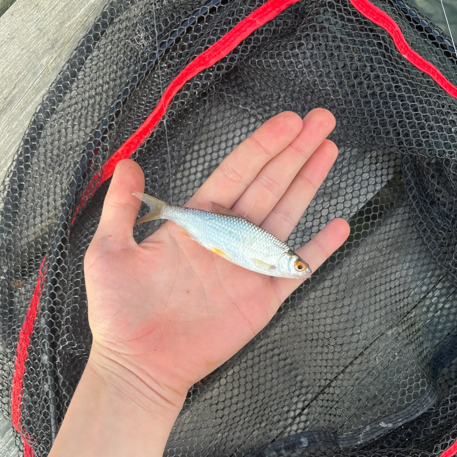 Common roach caught on Fishbrain