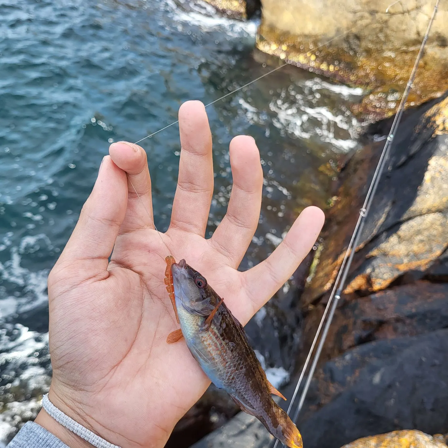 The most recent Goldsinny wrasse catches on Fishbrain