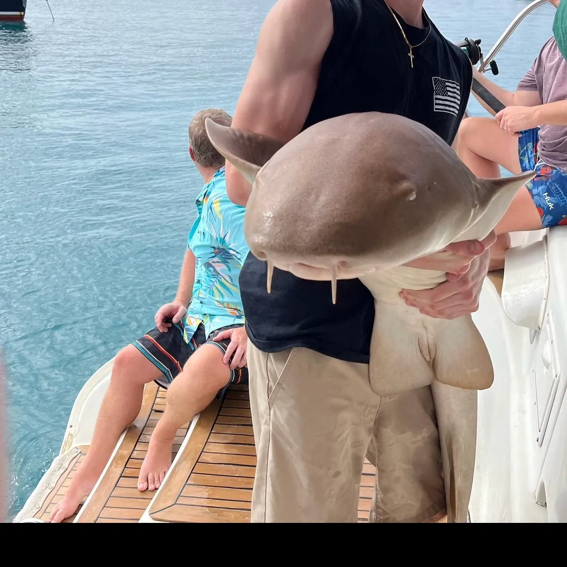 Nurse shark caught on Fishbrain