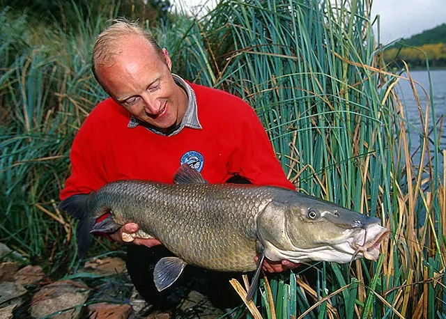 Iberian barbel