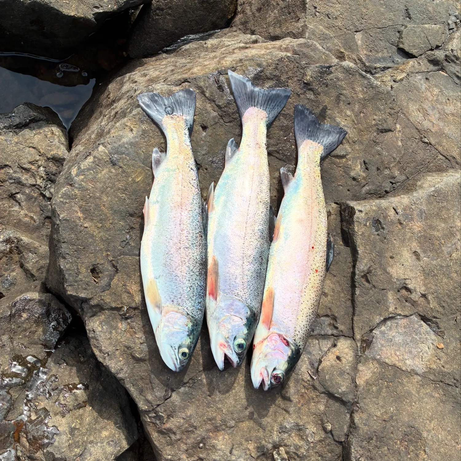 recently logged catches