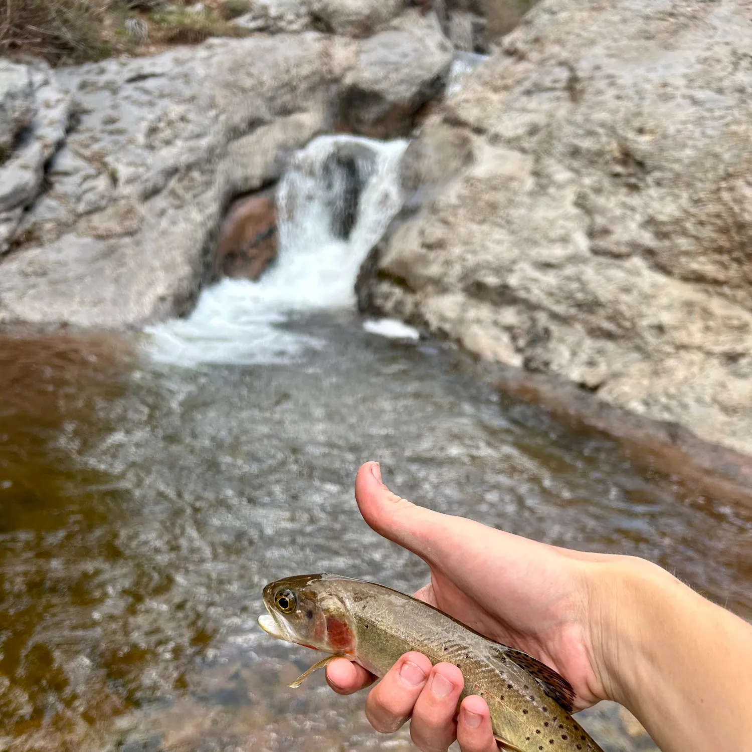 The most recent Colorado river cutthroat trout catches on Fishbrain