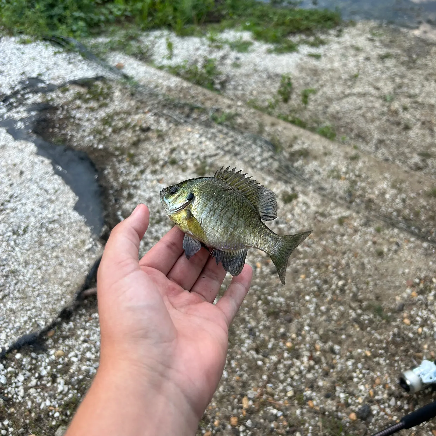 Bluegill caught on Fishbrain