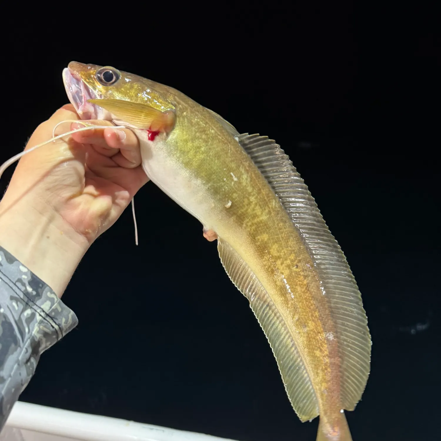 The most recent Red hake catches on Fishbrain