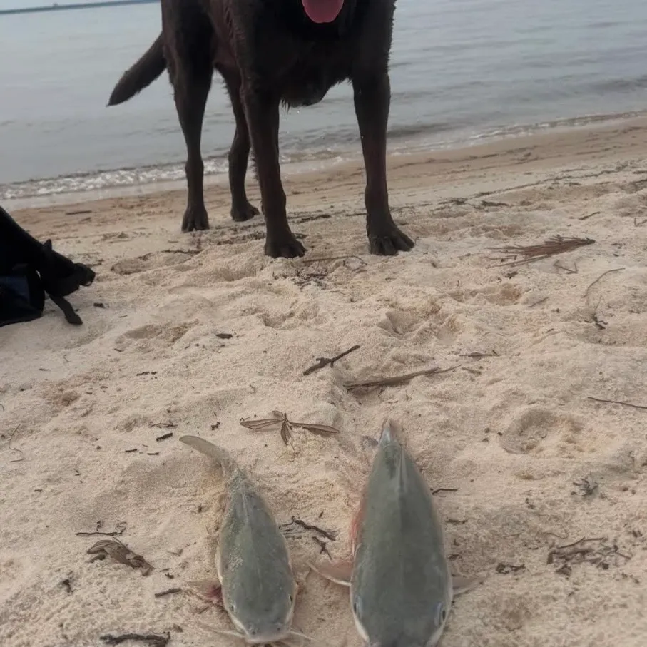 The most recent Hardhead sea catfish catches on Fishbrain