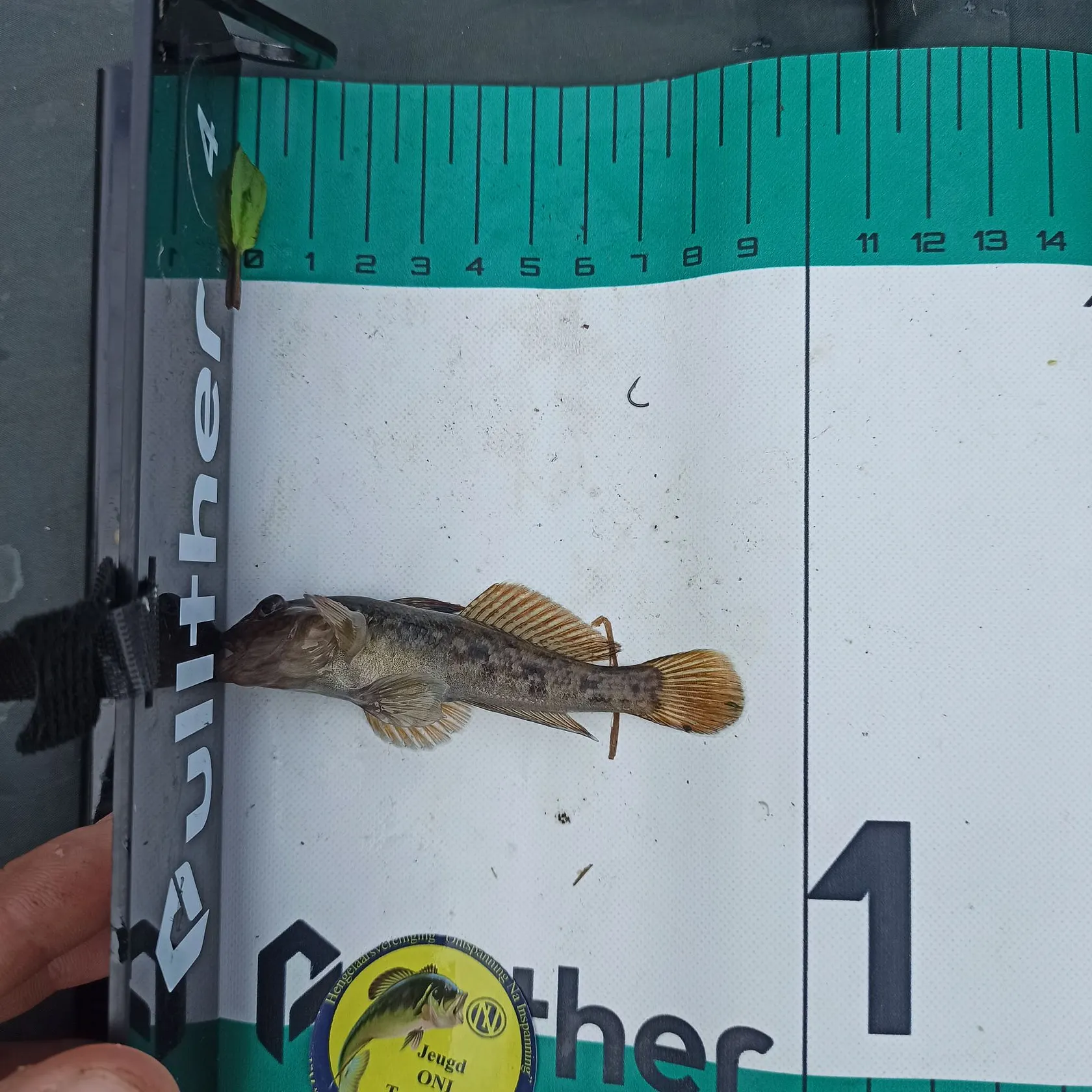 The most recent Round goby catches on Fishbrain
