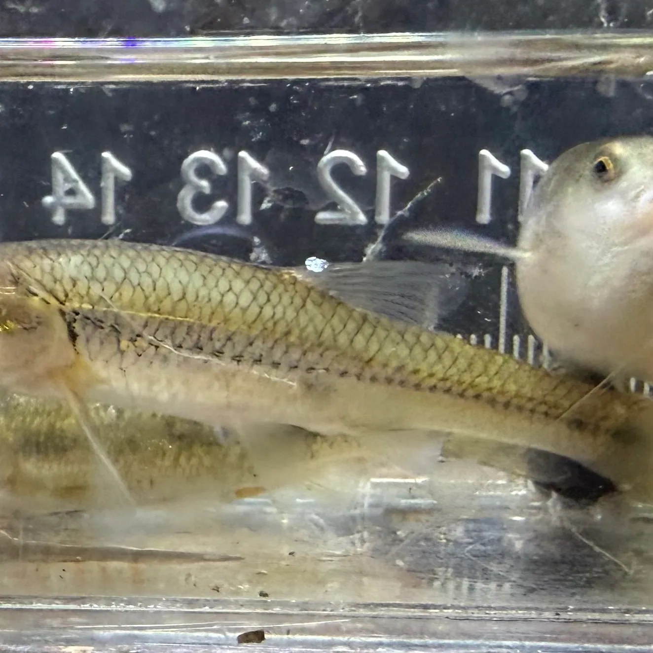 The most recent Bigmouth shiner catches on Fishbrain