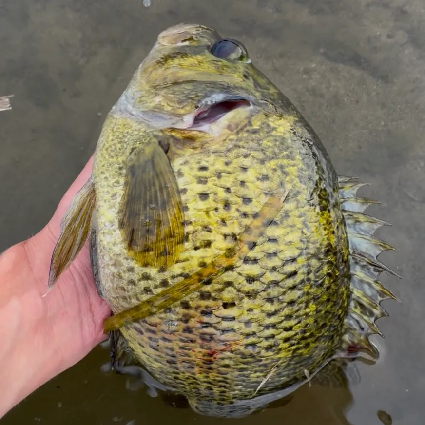 Rock bass caught on Fishbrain