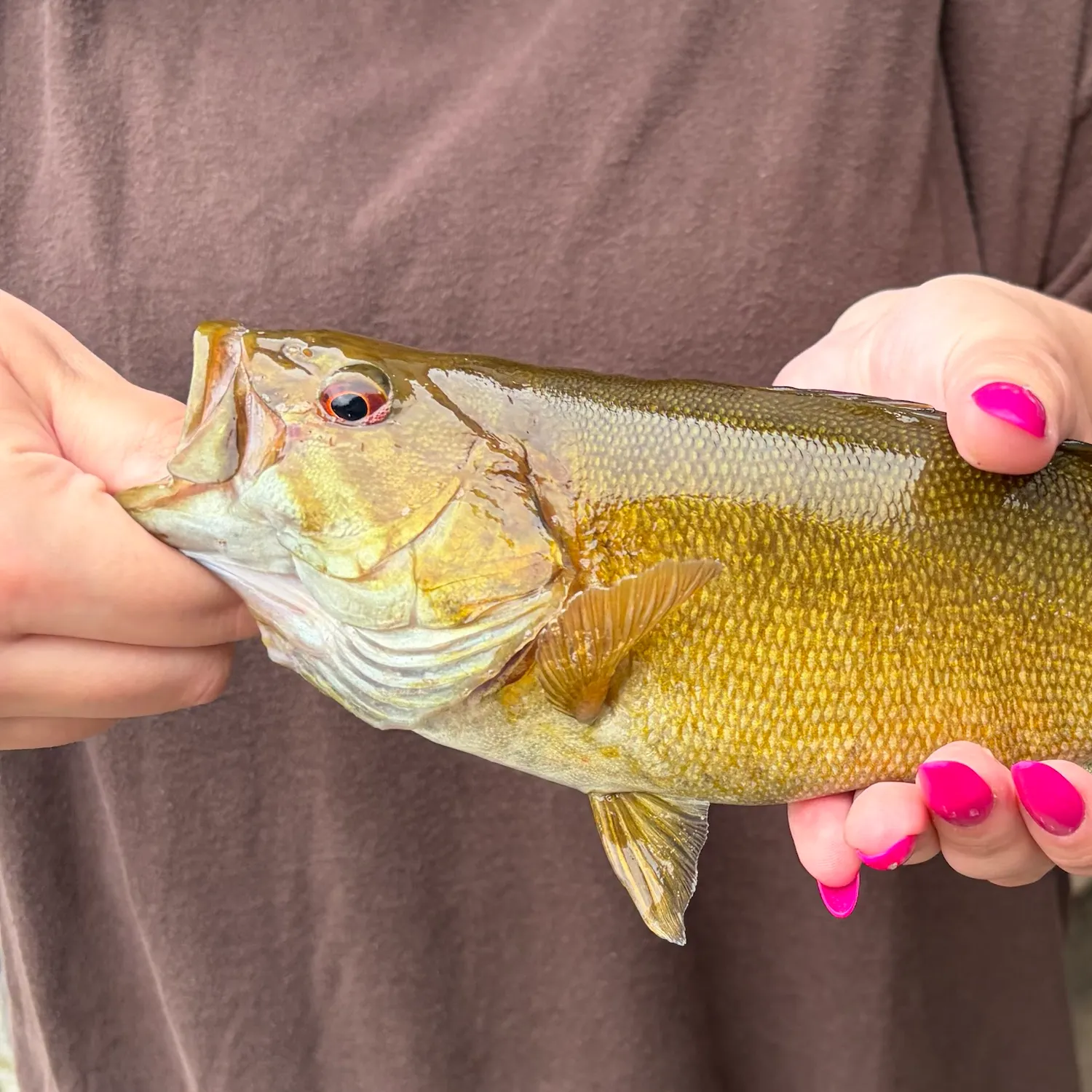 Smallmouth bass caught on Fishbrain