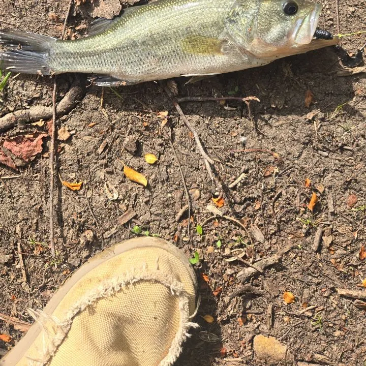 Largemouth bass caught on Fishbrain
