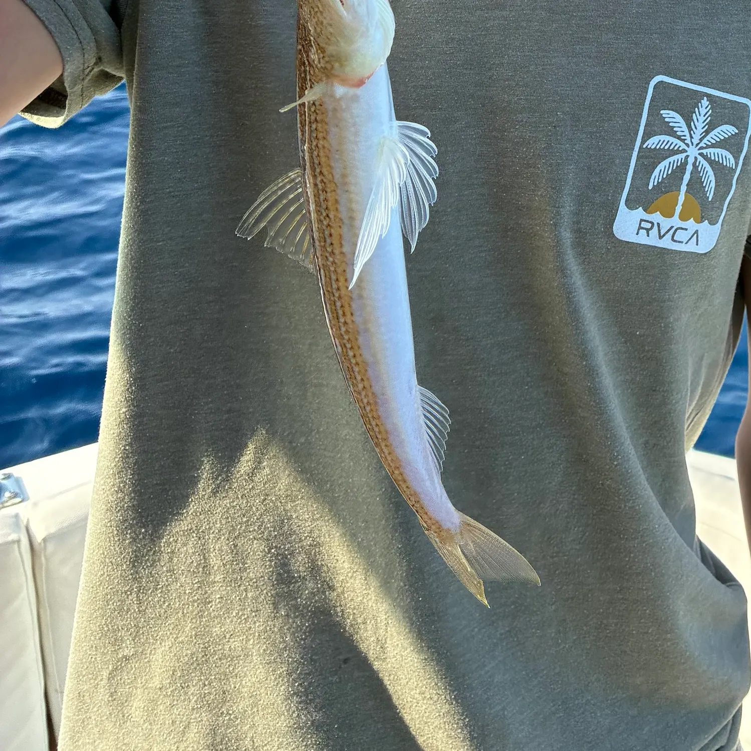Inshore lizardfish caught on Fishbrain