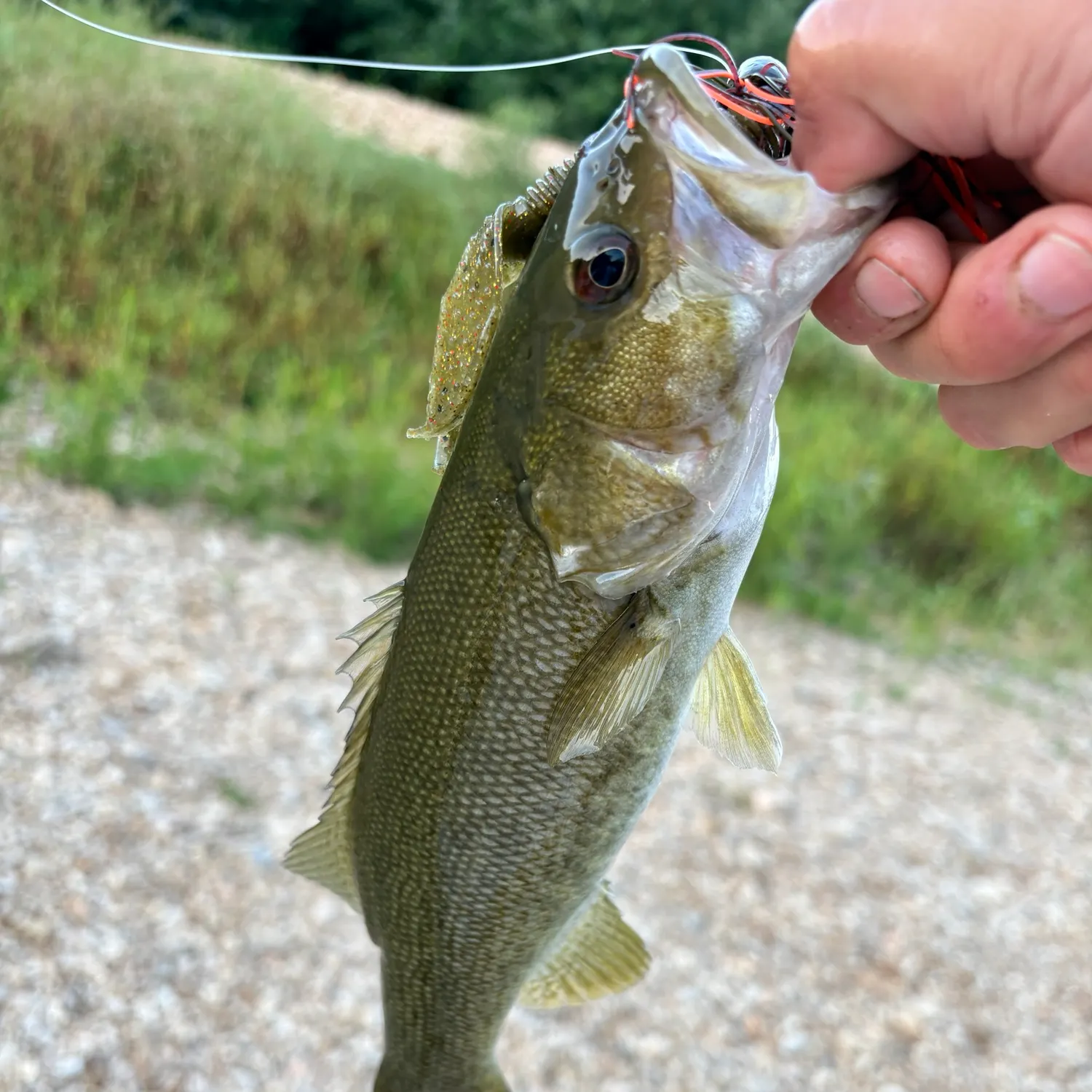 The most recent Neosho bass catches on Fishbrain