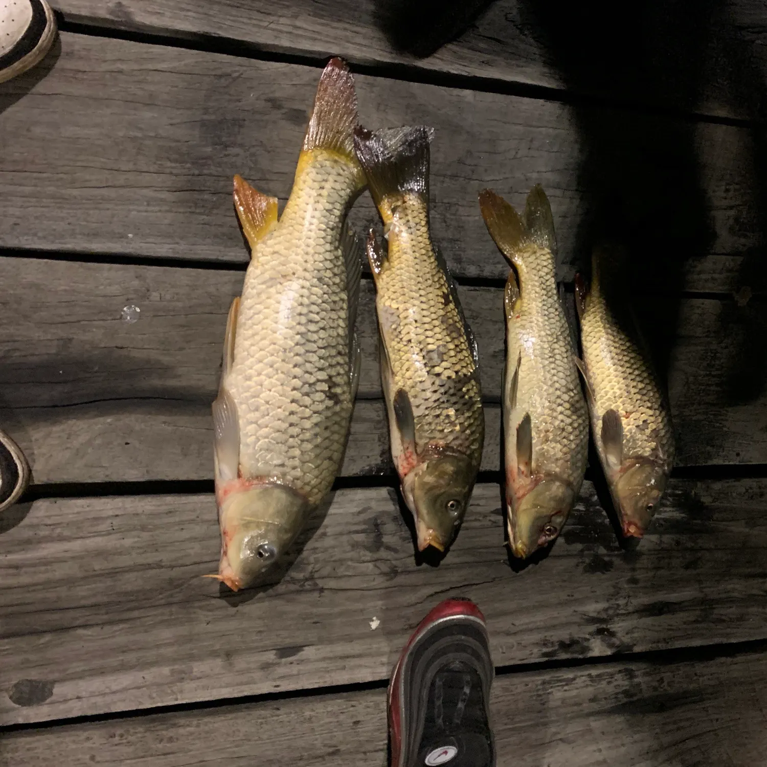 recently logged catches