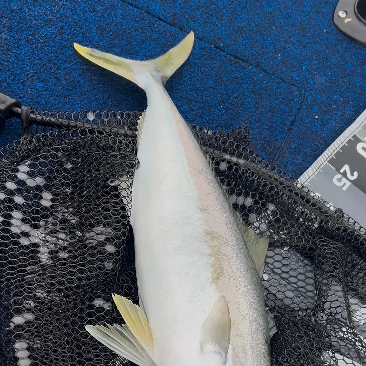 The most recent Southern yellowtail amberjack catches on Fishbrain
