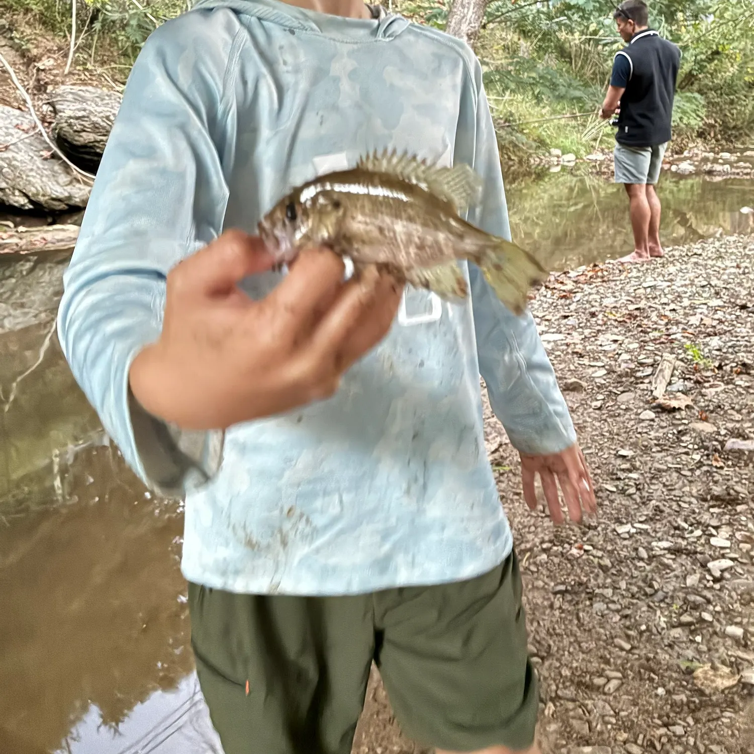 Rock bass caught on Fishbrain