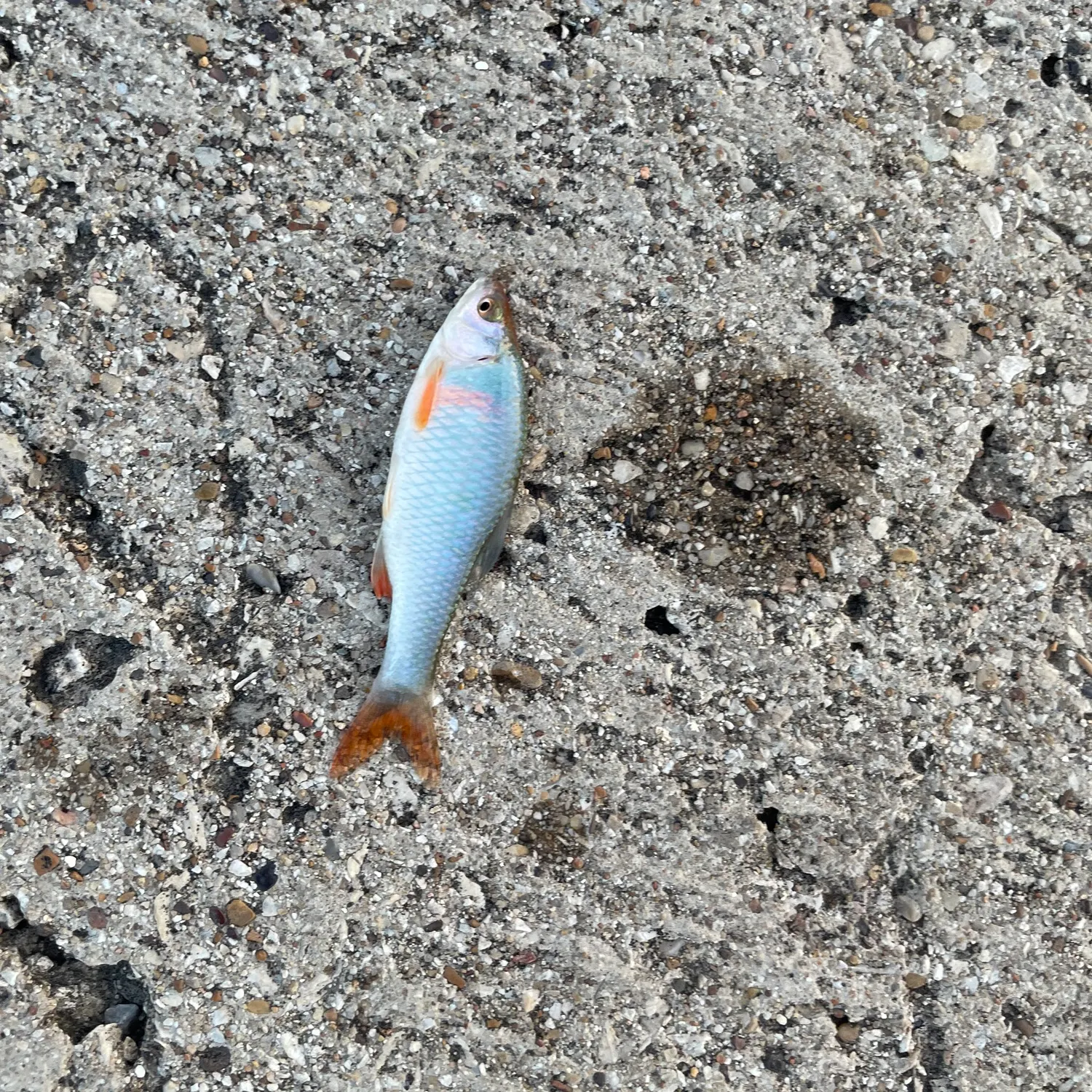 The most recent Red shiner catches on Fishbrain