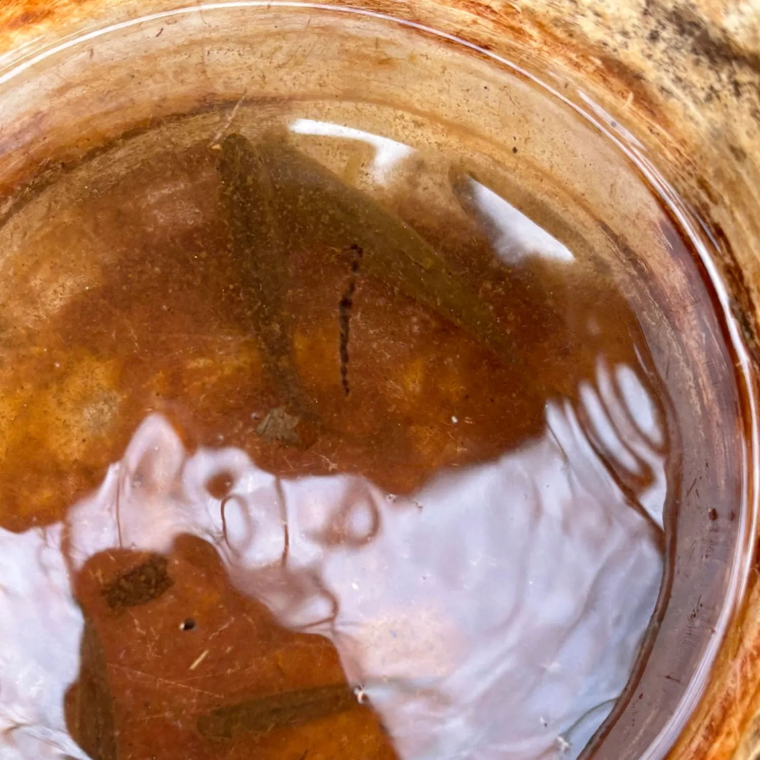 The most recent Creek chub catches on Fishbrain