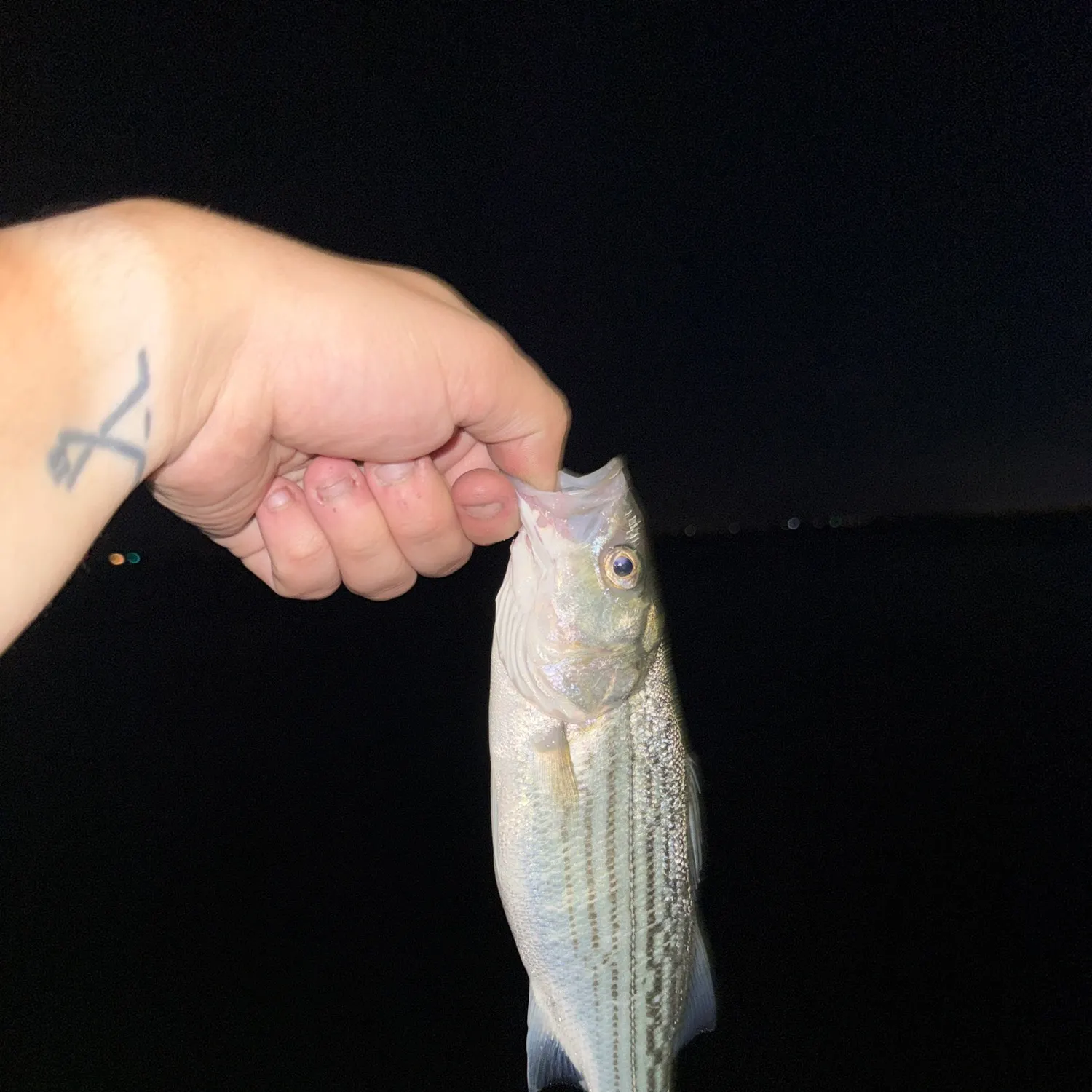 Striped bass caught on Fishbrain