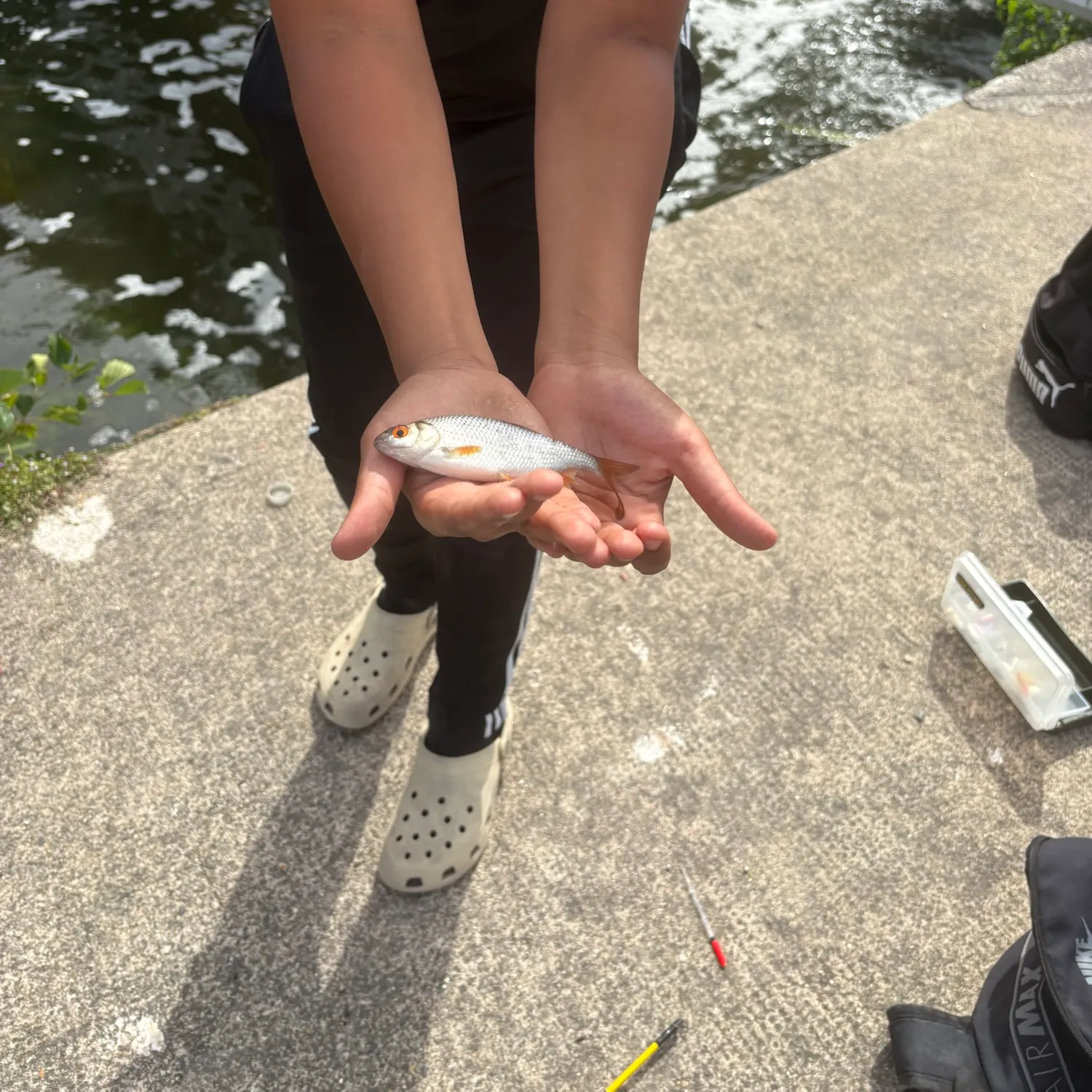 Common roach caught on Fishbrain