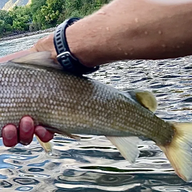 Mountain whitefish caught on Fishbrain