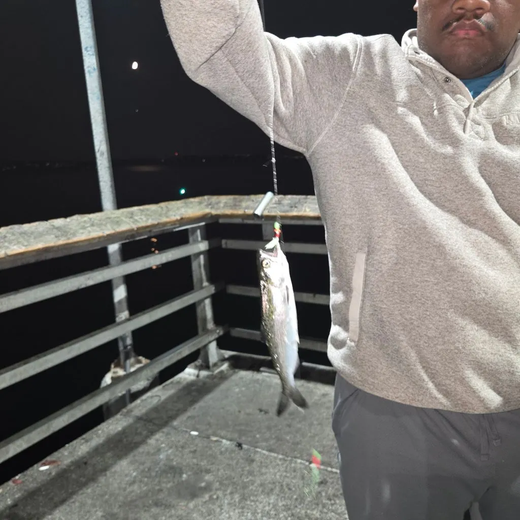 The most recent Pacific herring catches on Fishbrain