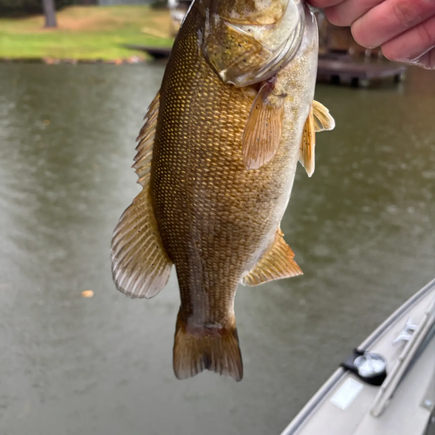 Smallmouth bass caught on Fishbrain