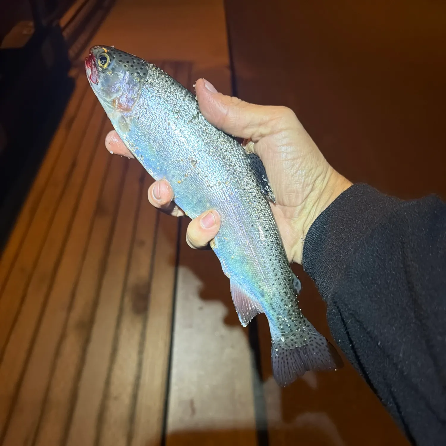 Rainbow trout caught on Fishbrain