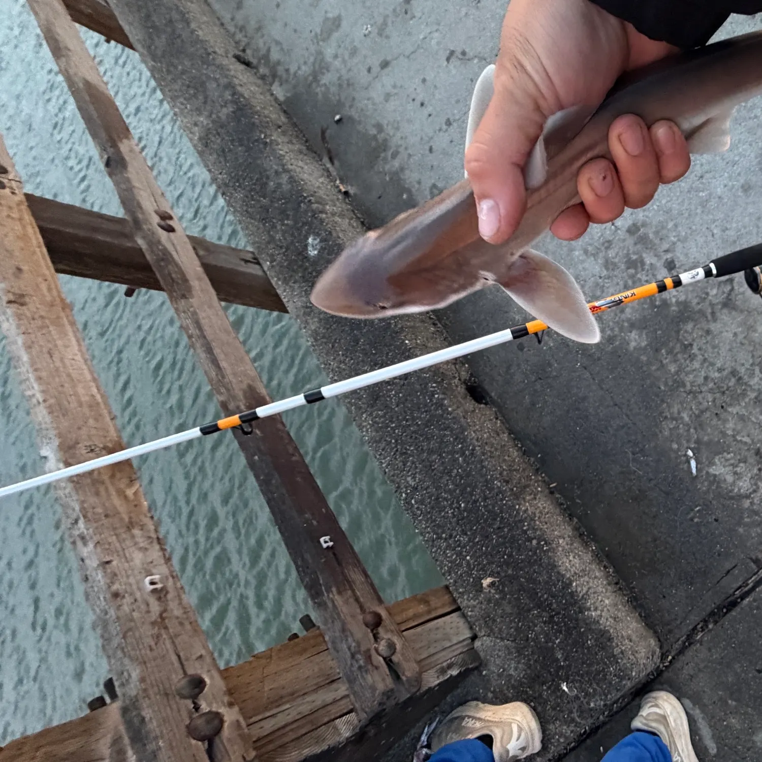 The most recent Brown smooth-hound catches on Fishbrain