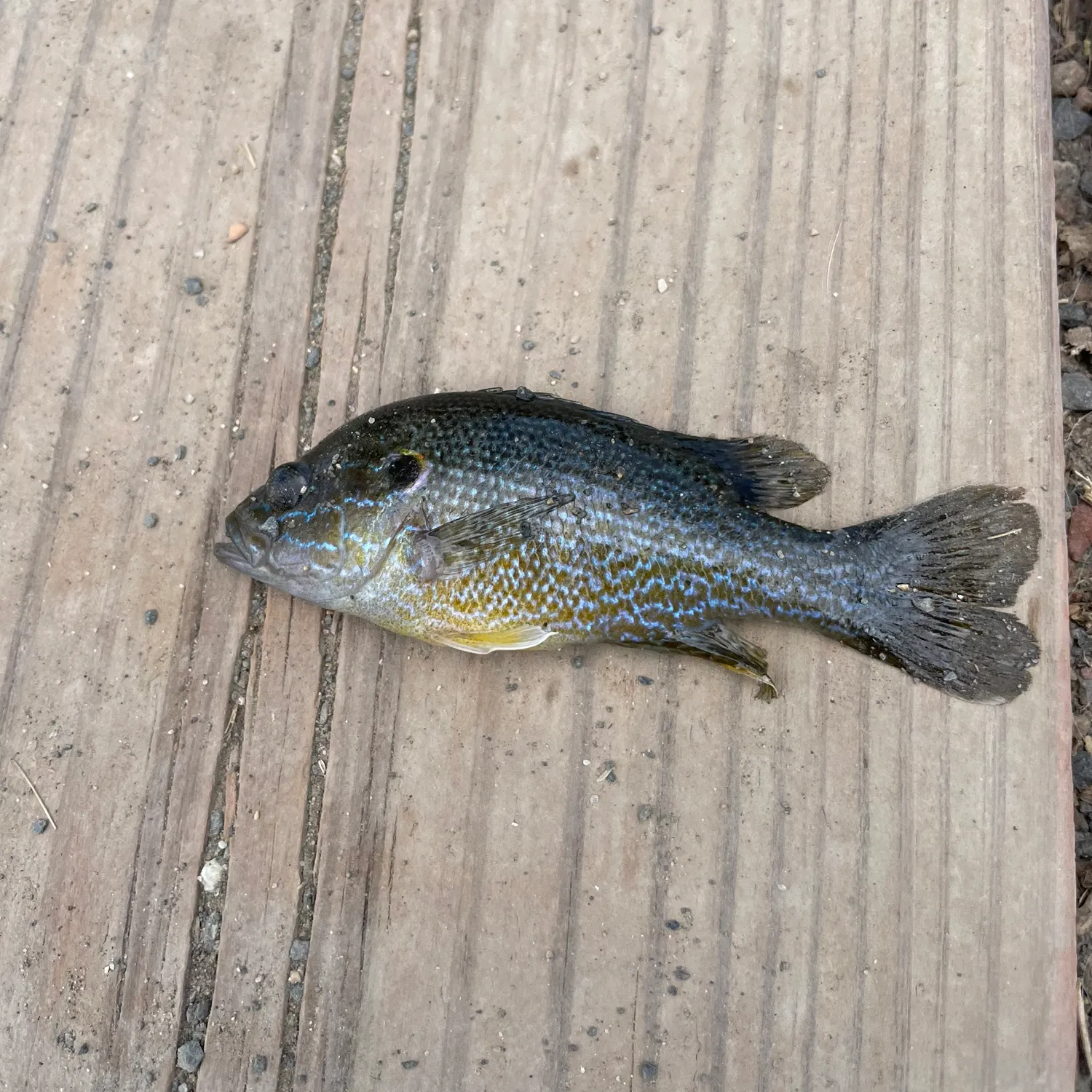 Green sunfish caught on Fishbrain